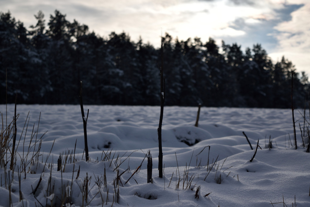 Impressionen Kalte weißblaue Jahreszeit