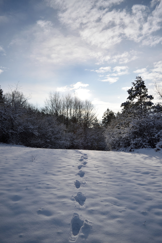 Impressionen Kalte weißblaue Jahreszeit