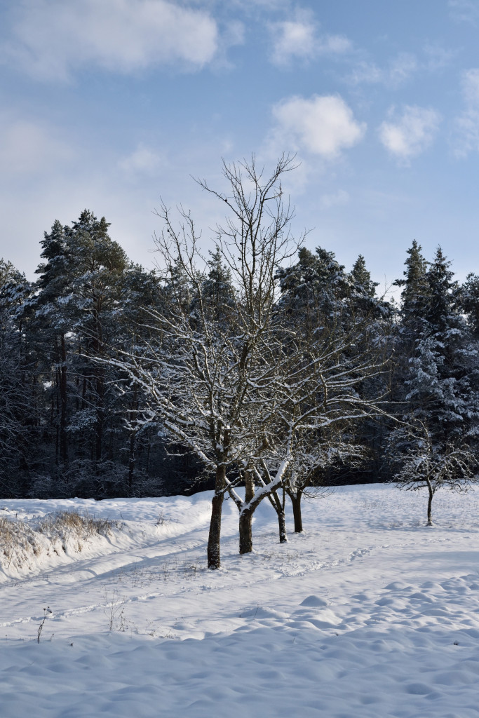Impressionen Kalte weißblaue Jahreszeit
